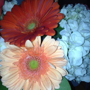 Meet your Posher, Layla